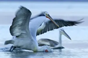 Greece Prints: Dalmatian Pelican Pelicanus crispus adult pair with immature fishing Lake Kerkini