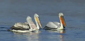 Dalmatian Pelican Pelicanus crispus adult pair with immature Lake Kerkini Greece January