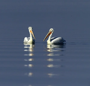 Dalmatian Pelican Pelicanus crispus adults Lake Kerkini Greece January Dalmatian Pelican Pelicanus crispus adults Lake Kerkini Greece January