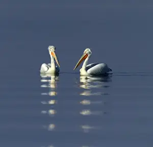 Dalmatian Pelican Pelicanus crispus adults Lake Kerkini Greece January