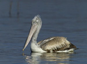 Dalmatian Pelican Pelicanus crispus immatures fishing Lake Kerkini Greece January
