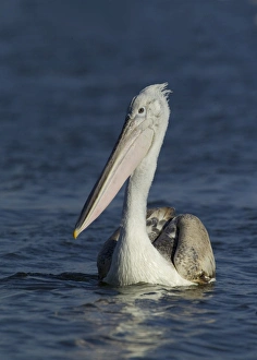 Dalmatian Pelican Pelicanus crispus immature fishing Lake Kerkini Greece January Dalmatian Pelican Pelicanus crispus immature fishing Lake Kerkini Greece January