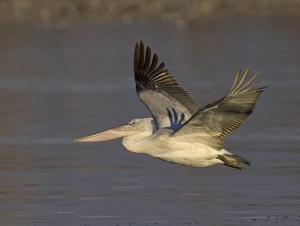 Dalmatian Pelican Pelicanus crispus immatures fishing Lake Kerkini Greece January