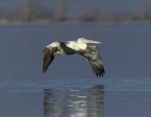 Dalmatian Pelican Pelicanus crispus immature Lake Kerkini Greece January Dalmatian Pelican Pelicanus crispus immature Lake Kerkini Greece January