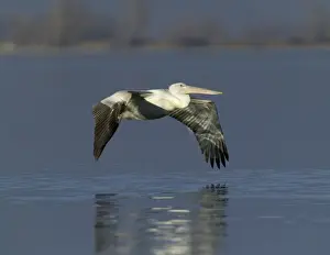 Dalmatian Pelican Pelicanus crispus immature Lake Kerkini Greece January