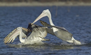 Dalmatian Pelican Pelicanus crispus immatures fishing Lake Kerkini Greece January