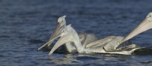 Dalmatian Pelican Pelicanus crispus immatures fishing Lake Kerkini Greece January Dalmatian Pelican Pelicanus crispus immatures fishing Lake Kerkini Greece January