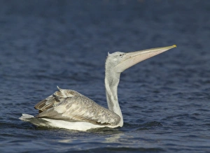 Dalmatian Pelican Pelicanus crispus immatures fishing Lake Kerkini Greece January