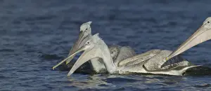 Greece Prints: Dalmatian Pelican Pelicanus crispus immatures fishing Lake Kerkini Greece January