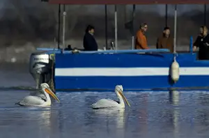 Greece Prints: Dalmatian Pelican, Pelicanus crispus and tourists on bird watching tour Lake Kerkini