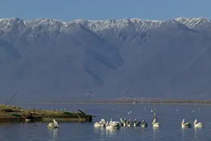 Dalmatian Pelicans Pelicanus crispus around fishing nets Lake Kerkini Greece January
