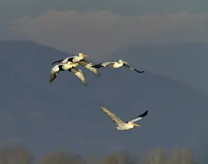 Greece Prints: Dalmatian Pelicans Pelicanus crispus Lake Kerkini Greece January