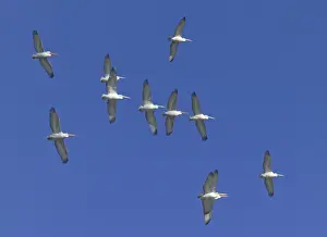 Dalmatian Pelicans Pelicanus crispus migrating Bulgaria