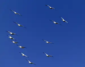 Migrating Prints: Dalmatian Pelicans Pelicanus crispus migrating Bulgaria