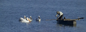 Dalmatian Pelicans Pelicanus crispus waiting for a hand out from fisherman Lake Kerkini Dalmatian Pelicans Pelicanus crispus waiting for a hand out from fisherman Lake Kerkini