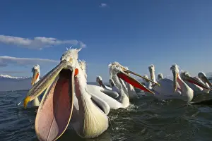 Birds And People Prints: Dalmatian Pelicans Pelicanus cristatus being fed by fisherman at Lake Kerkini Northern