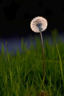 Plant Prints: Dandelion seed head backlit Norfolk May