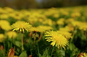 Meadow Prints: Dandelions Kent April