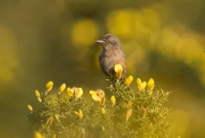 Dartford Warbler Sylvia undata female on lowland heath Surrey April