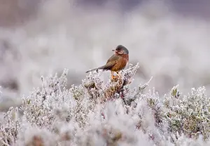 Dartford Warbler Sylvia undata male on lowland heath Surrey on frosty morning April
