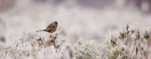 Dartford Warbler Sylvia undata male on lowland heath Surrey on frosty morning April