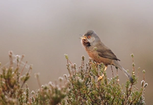 Dartford Warbler Sylvia undata male in song on lowland heath Surrey on frosty morning