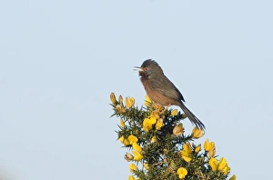 Dartford Warbler Sylvia undata male in song on lowland heath Surrey April Dartford Warbler Sylvia undata male in song on lowland heath Surrey April