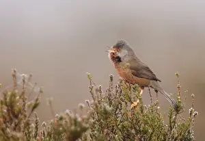 Dartford Warbler Sylvia undata male in song on lowland heath Surrey on frosty morning