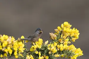 Warbler Prints: Dartford Warbler Sylvia undata in song Dunwich Heath Suffolk April