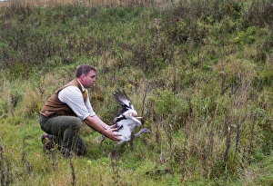 David Waters of the Great Bustard Group releasing a Great Bustard on to Salisbury David Waters of the Great Bustard Group releasing a Great Bustard on to Salisbury