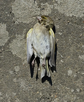 Dead Greenfinch Carduelis chloris in garden Norfolk