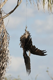 Dead Turkey Vulture hung in Anhinga Trail car park in Florida Everglades to try and Dead Turkey Vulture hung in Anhinga Trail car park in Florida Everglades to try and