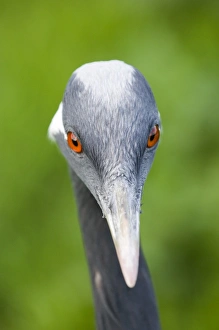 Demoiselle Crane, Anthropoides virgo, close up of head of adult Demoiselle Crane, Anthropoides virgo, close up of head of adult