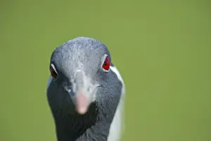 Crane Prints: Demoiselle Crane Anthropoides virgo Rajasthan India winter