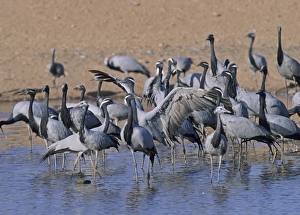 Demoiselle Cranes Anthropoides virgo Khichan Rajasthan India November Demoiselle Cranes Anthropoides virgo Khichan Rajasthan India November