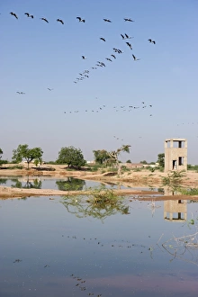 Demoiselle Cranes Anthropoides virgo at Kichan in Thar Desert Rajasthan India November