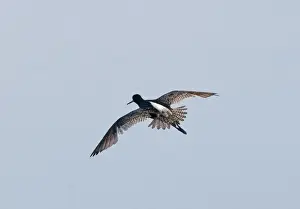 Demoiselle Cranes Anthropoides virgo at Kichan in Thar Desert Rajasthan India November