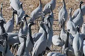 Demoiselle Cranes Anthropoides virgo at Kichan in Thar Desert Rajasthan India November