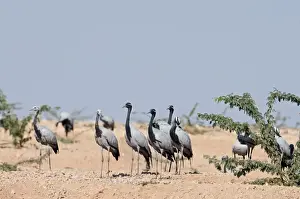 Demoiselle Cranes Anthropoides virgo at Kichan in Thar Desert Rajasthan India November