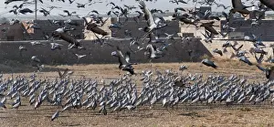 Demoiselle Cranes Anthropoides virgo at Kichan in Thar Desert Rajasthan India November