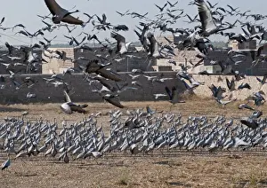 Demoiselle Cranes Anthropoides virgo at Kichan in Thar Desert Rajasthan India November