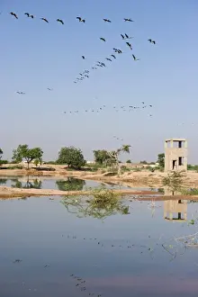 Demoiselle Cranes Anthropoides virgo at Kichan in Thar Desert Rajasthan India November