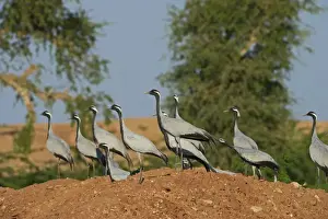 Demoiselle Cranes Anthropoides virgo at Kichan in Thar Desert Rajasthan India November