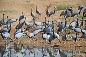 : Demoiselle Cranes Anthropoides virgo at Kichan in Thar Desert Rajasthan India November