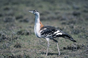 Denhams Bustard Masai Mara Kenya