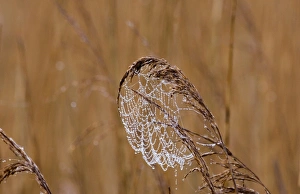 Dew laden cobweb on phragmites reed head Titchwell RSPB Reserve Norfolk March Dew laden cobweb on phragmites reed head Titchwell RSPB Reserve Norfolk March