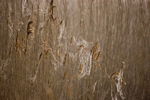 Dew laden cobwebs on phragmites reed head Titchwell RSPB Reserve Norfolk March Dew laden cobwebs on phragmites reed head Titchwell RSPB Reserve Norfolk March