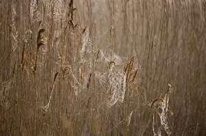 Dawn Prints: Dew laden cobwebs on phragmites reed head Titchwell RSPB Reserve Norfolk March