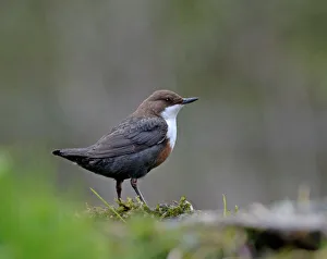 Dipper Cinclus cinclus Derbyshire April UK Dipper Cinclus cinclus Derbyshire April UK