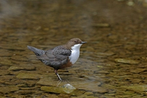 Dipper Cinclus cinclus Derbyshire April UK
